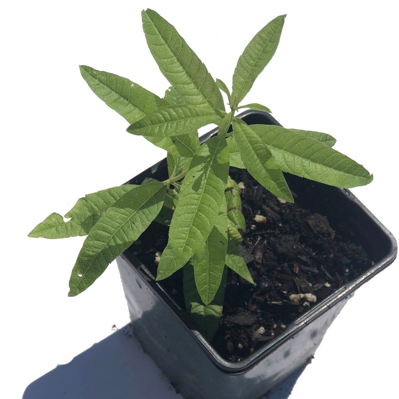 Organic Lemon Verbena Plant in 2.5-Inch Pot | Aloysia citrodora by Smoke Camp Crafts