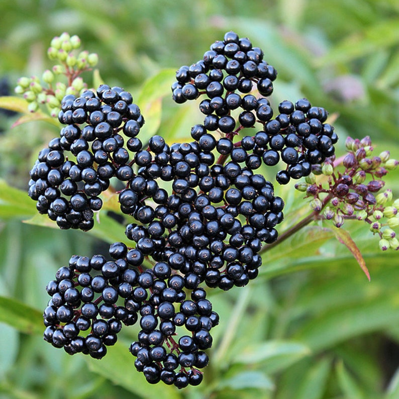 Elderberry Tree 24-36" John’s Variety (Sambucus nigra) - Large Berries, Zones 4-8