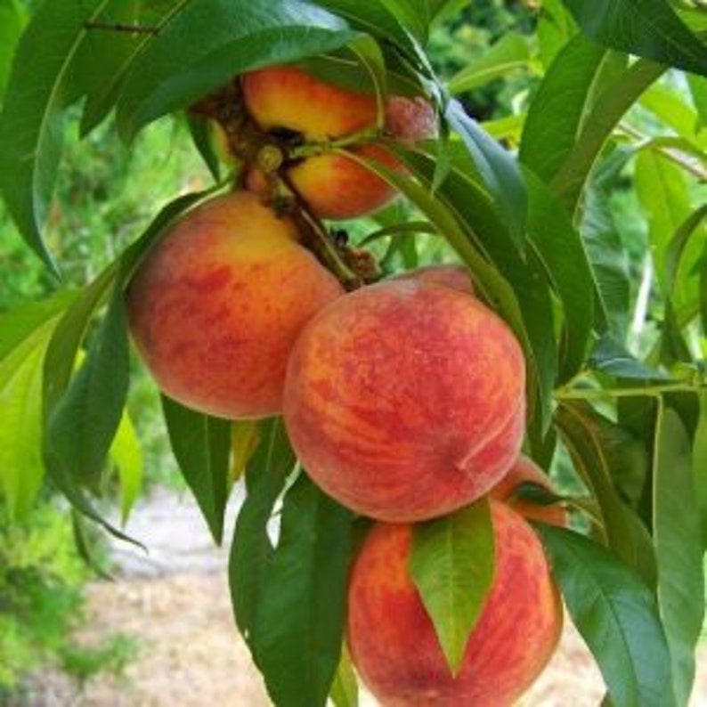 Flordacrest Peach Tree 24-36 Inches Prunus persica Red Fruit for Zones 8-9