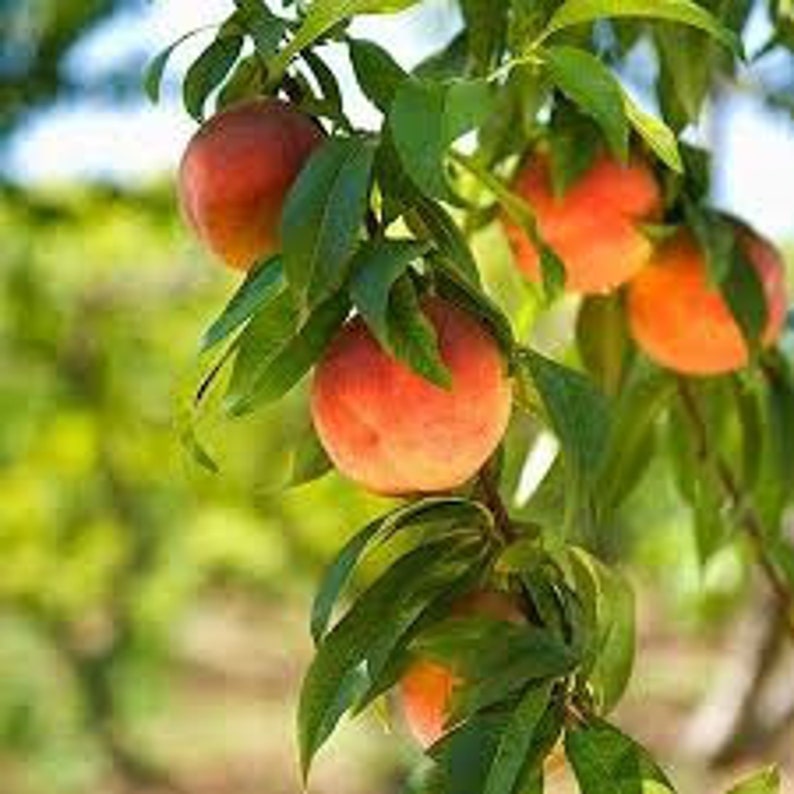 Harvester Peach Tree 24-36 Inches - Yellow Crimson Freestone Fruit - Prunus persica - Zones 6-9