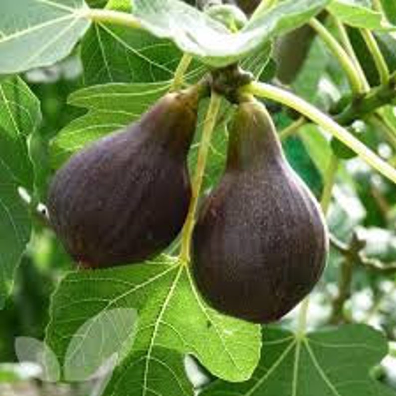 Brown Turkey Fig Tree - 24-36 Inches - Hardy Mid Season Ficus carica
