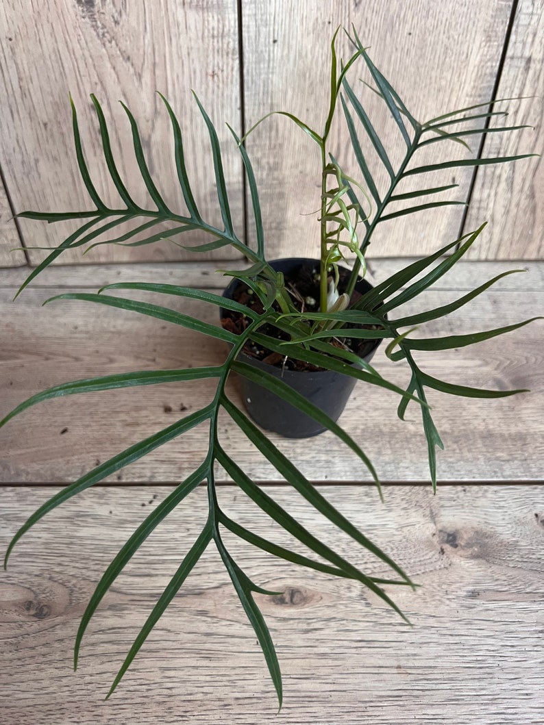 Philodendron Tortum Plant in 6" Pot – Rare Tropical Climber with Deep-Cut Leaves, Indoor Houseplant