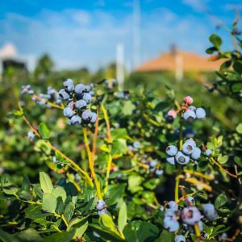 Premier Blueberry Bush 24-36" | Early Season Vaccinium corymbosum with Large Light Blue Berries