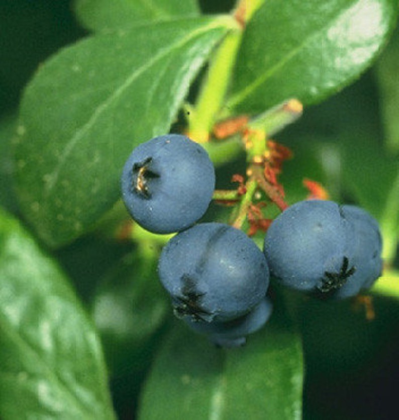 Prince Blueberry Bush - 24-36 Inch Early Maturing Sweet Blueberries - Zones 6-9