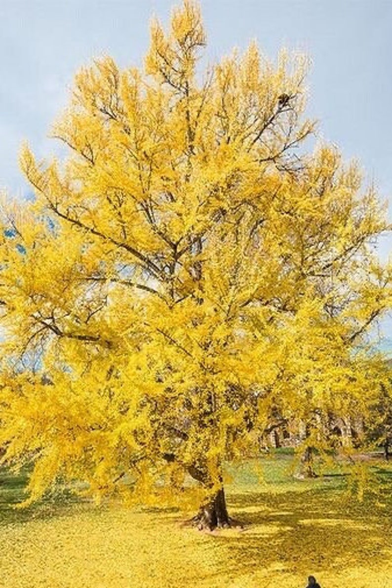 Ginkgo Biloba Plant in Quart Pot | Hardy Tree for Landscaping & Gardens | Ginkgo biloba | USDA Zones 4-9