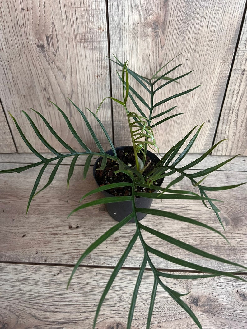 Philodendron Tortum 4" Pot - Rare Climbing Plant with Deep-Cut Leaves