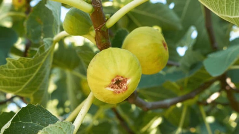 Fig 'Marseilles' Plant in 4" Pot, Ficus carica, Edible Fruit Tree for Zones 6-9