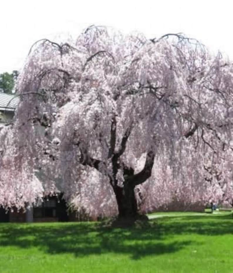 Weeping Yoshino Cherry Plant 2.5-Inch Pot, Prunus x yedoensis, Fragrant White Flowers, Ornamental Tree for Zones 5-9