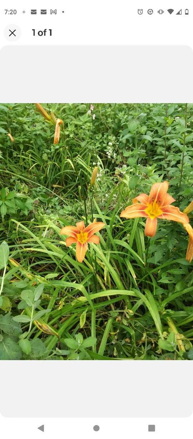 Day Lily Bare Roots 25+ Fragrant Orange Hemerocallis spp. Perennial Flowers for Garden Beds & Borders