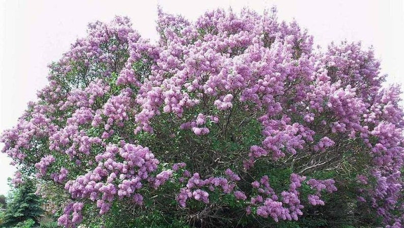 Jumbo Bare Root Lilac Starts - 5 Purple Syringa vulgaris Fragrant Perennial Bushes for Garden Planting