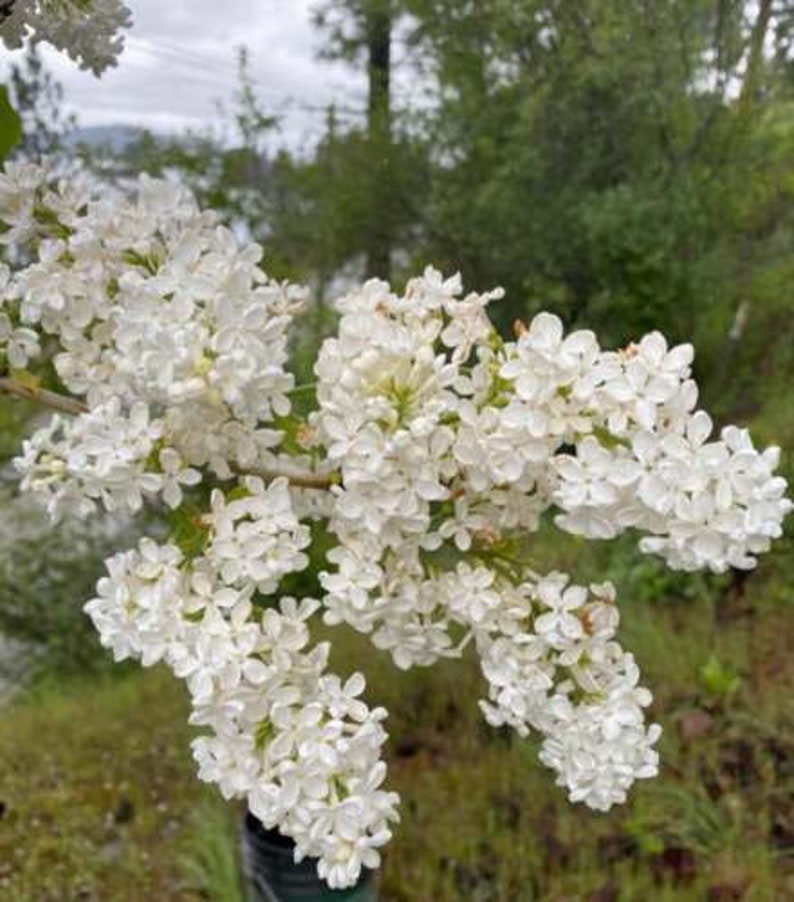 Bare Root Lilac Bush Set of 20 - Purple & White Syringa vulgaris Fragrant Perennials