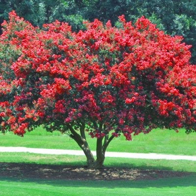 Red Crape Myrtle Quart Pot Plant - Lagerstroemia indica with Vibrant Red Flowers, USDA Zones 6-9