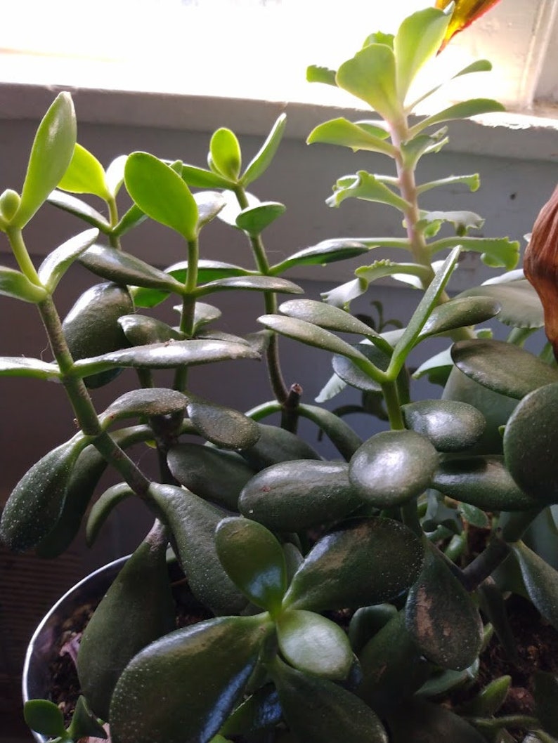 4 Unrooted Jade Plant Cuttings Crassula ovata Succulent Bonsai Money Plant
