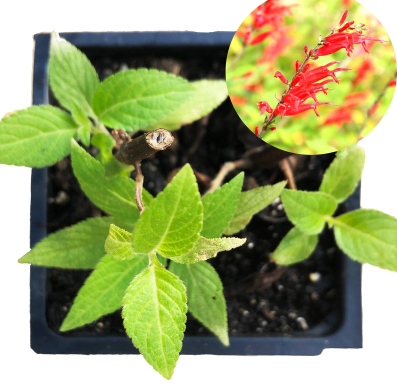 Organic Pineapple Sage Plant 2.5-Inch Pot - Salvia elegans - Attracts Butterflies & Hummingbirds