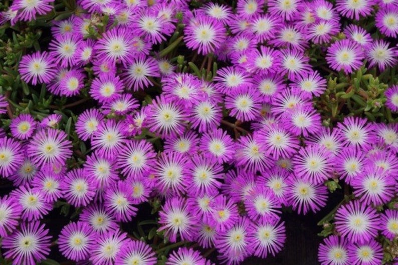 Ice Plant Set of 3 Pots - Wheels of Wonder Violet, Drought Tolerant, Low Maintenance, Delosperma hybrid, 6-8" Height