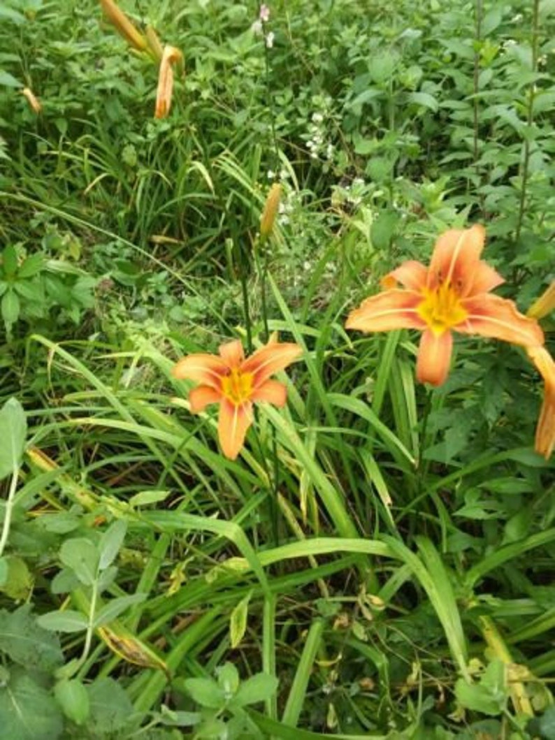 15+ Day Lily Bare Roots with Fans – Fragrant Perennial Flowers – Hemerocallis, Clumping, Full Sun to Partial Shade