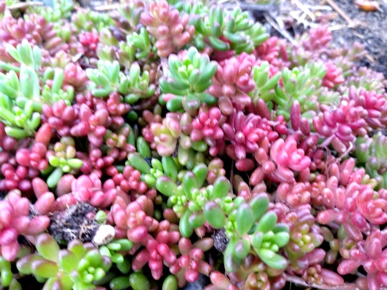 Pork and Beans Starter Plants - 5 Live Sedum Rubrotinctum Succulents for Groundcover