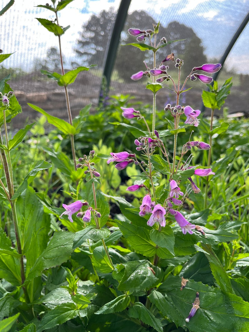 Small's Beardtongue Live Plant 4" Pot - Penstemon smallii - Native North American Perennial for Full Sun to Part Shade
