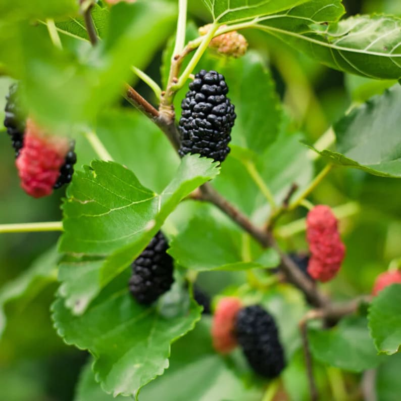 Live Trader Mulberry Plant in 1 Quart Pot | Morus X Hybrid Fruit Tree for Zones 3-7 | Edible Backyard Tree