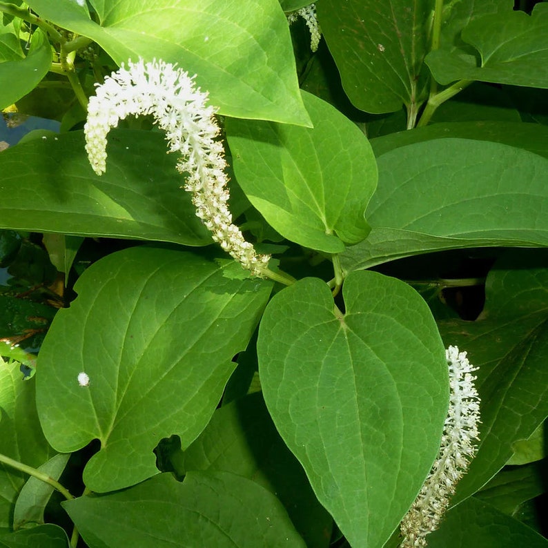 Lizard's Tail Live Plant in 4" Pot - Saururus cernuus - Native North American Aquatic Perennial for Zones 3-9