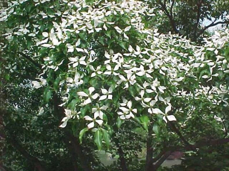 Kousa Dogwood Plants - 2 Pack in 4" Containers - Cornus kousa for Zones 5-8