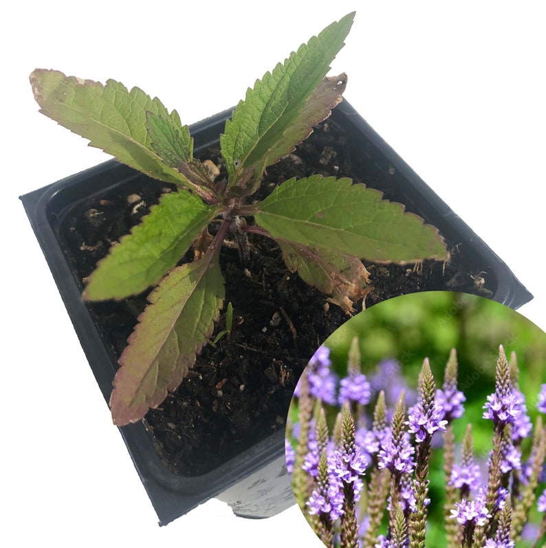 Organic Blue Vervain Plant (Verbena hastata) in 2.5-Inch Pot | Live Herb by Smoke Camp Crafts