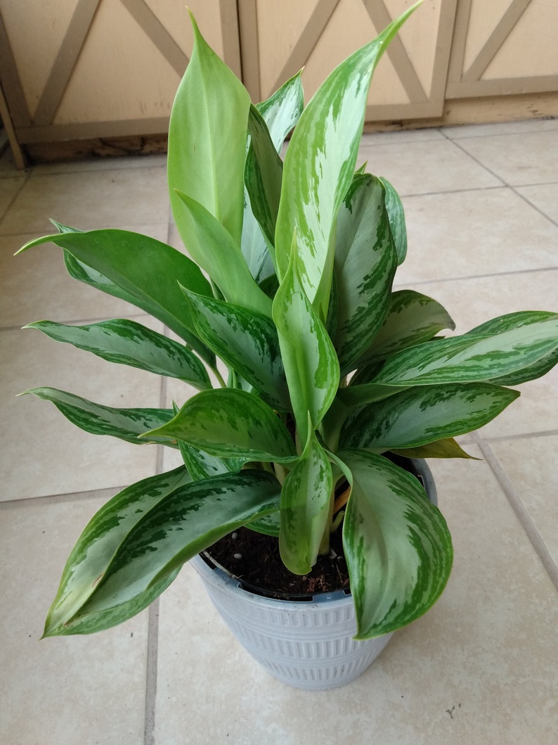 Aglaonema Silver Bay Plant - Small Rooted with Free Cutting - Low Maintenance Indoor Foliage
