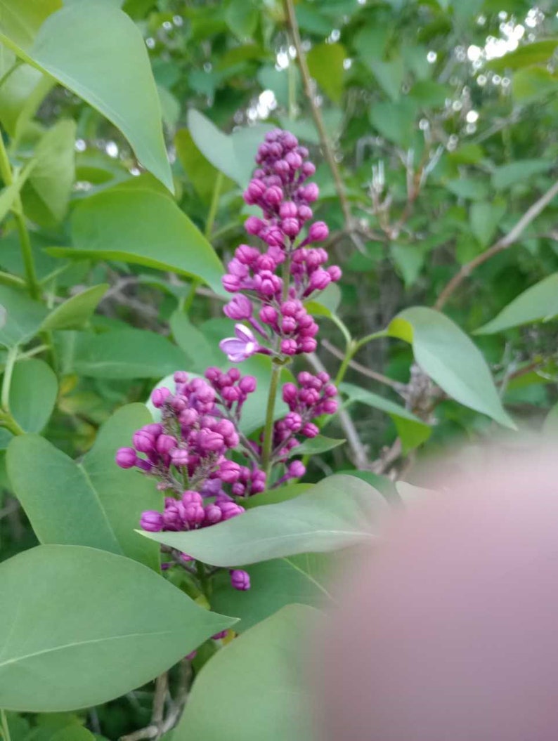 Bare Root Lilac Bushes 5 Pack Syringa vulgaris Fragrant Purple Perennials with Planting Instructions