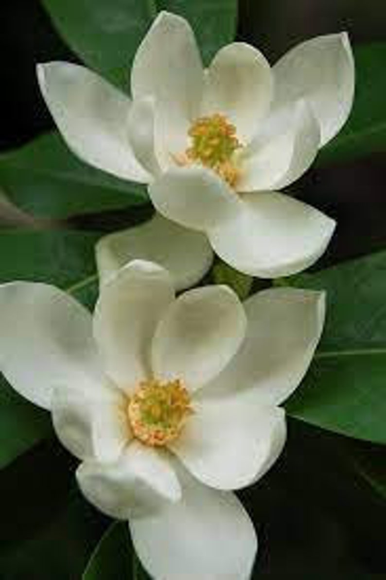 Sweetbay Magnolia Quart Pot - Creamy White Flowers - Magnolia virginiana - USDA Zones 5-9