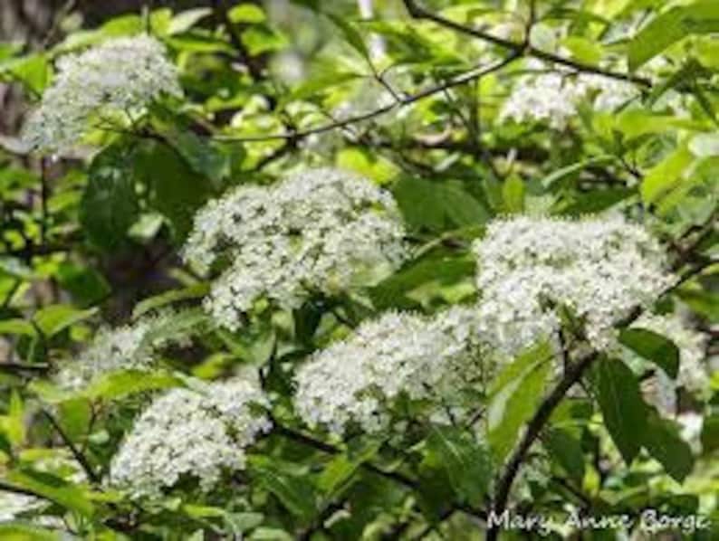 Black Haw Viburnum Quart Pot, Native Shrub with Edible Berries & White Flowers, Viburnum prunifolium, USDA Zones 4-7