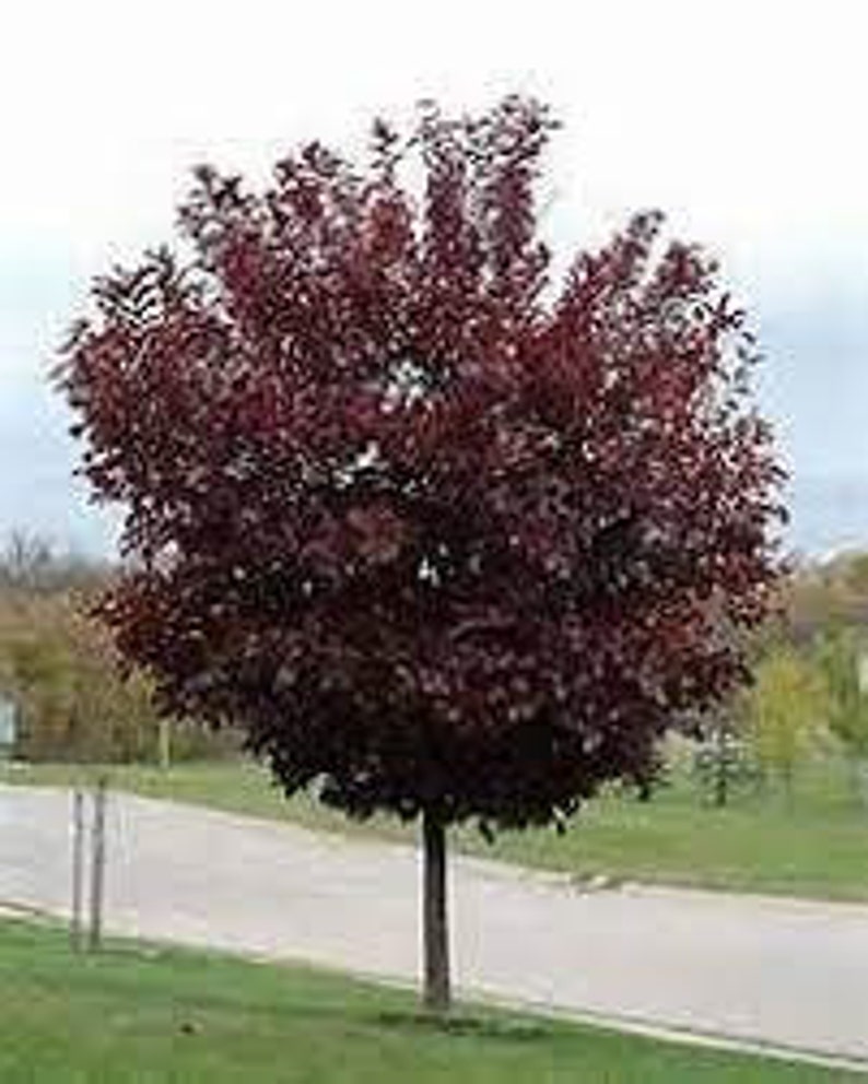 Choke Cherry Plant in 2.5" Pot | Canadian Red Prunus virginiana Shrub or Small Tree for Garden & Landscape