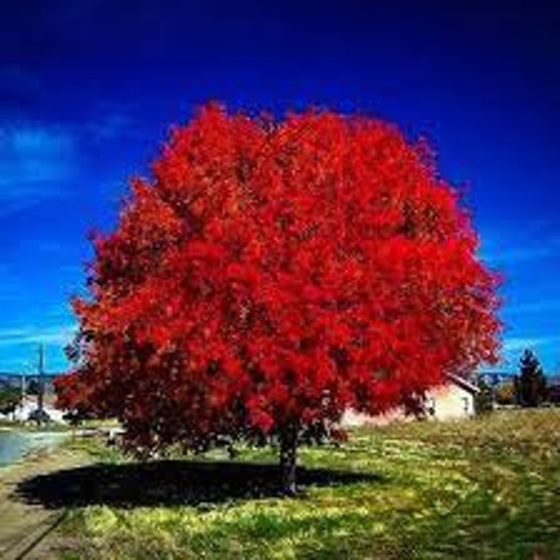 Autumn Blaze Maple Tree 2.5" Pot Acer × freemanii Fall Foliage Orange-Red Landscape Tree USDA Zones 4-8