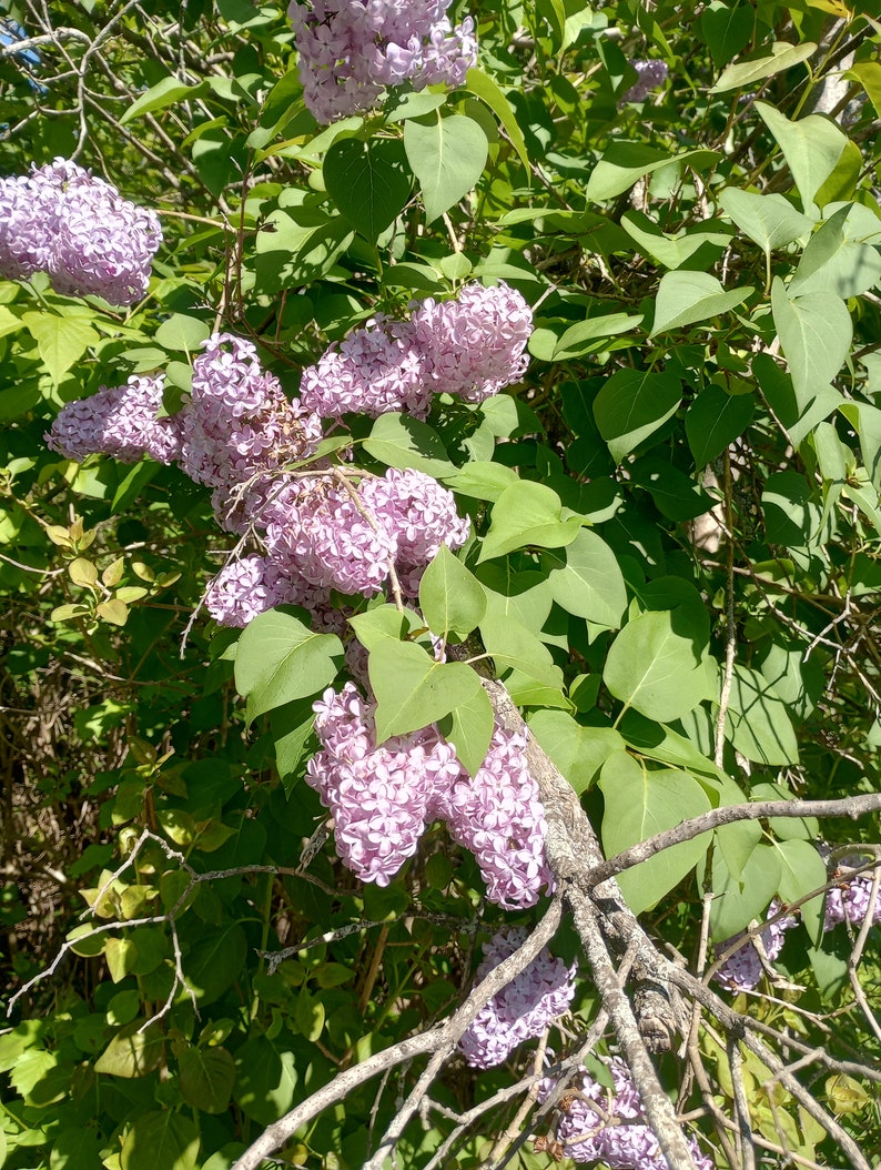 Jumbo Bare Root Lilac Starts Syringa vulgaris White or Purple Fragrant Perennial Bush
