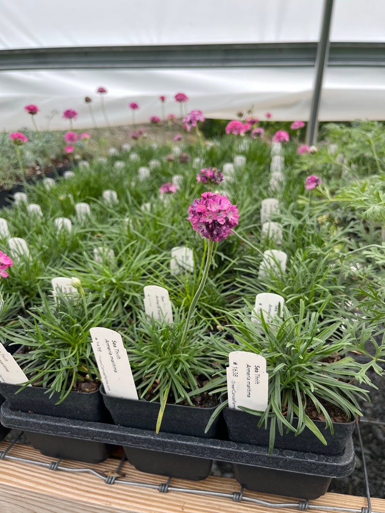 Sea Thrift Live Plant in 3.5" Pot - Armeria maritima - Full Sun Perennial for Zones 4-8