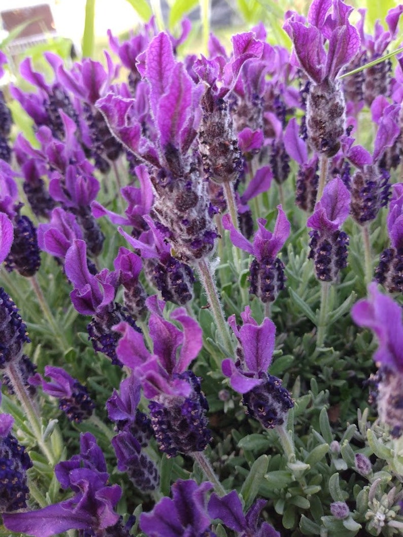 Organic Lavender Cuttings 5-Pack for Propagation Lavandula angustifolia Culinary & Medicinal Use