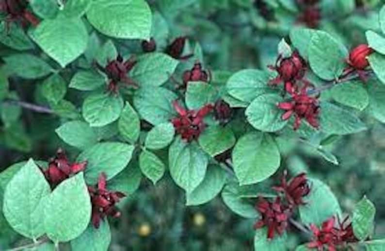 Carolina Allspice Plant in Quart Pot | Calycanthus 'Sweetshrub' | Aromatic Deciduous Shrub for Gardens Zones 4-9