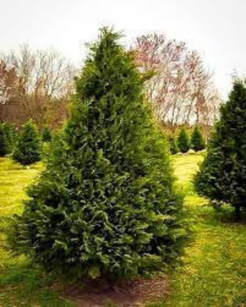 Murray Cypress Plant 2.5" Pot | Evergreen Tree | Cupressus x leylandii | Disease Resistant | Fast Growing Shrub