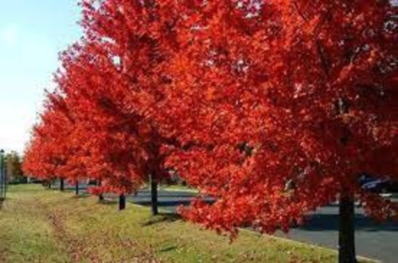 Autumn Blaze Maple Quart Pot - Acer × freemanii - Vibrant Orange-Red Fall Foliage - Hardy in USDA Zones 4-8