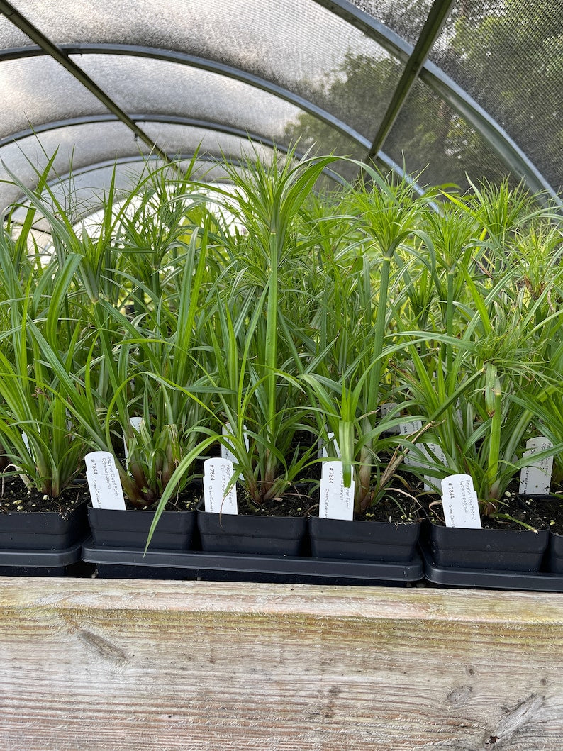 Dwarf Papyrus Live Plant in 3.5" Pot - Cyperus papyrus 'Dwarf Form' - Full Sun to Part Shade Zones 8-11