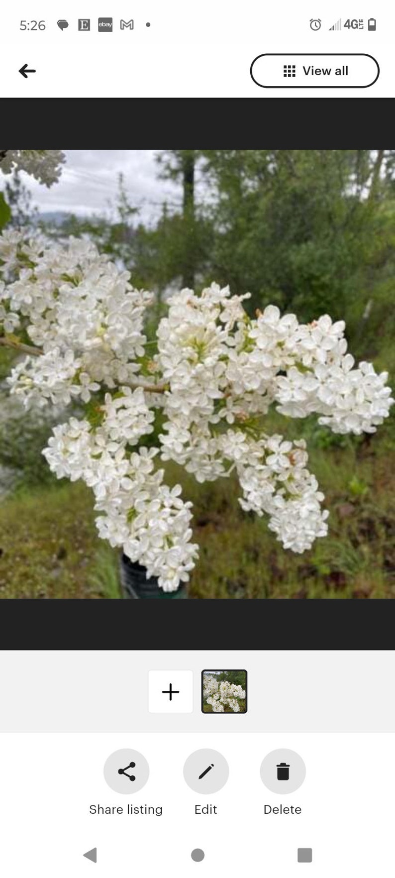Larger Bare Root White Lilac Starts Syringa vulgaris Fragrant Perennial Bushes – 5+ Established Plants