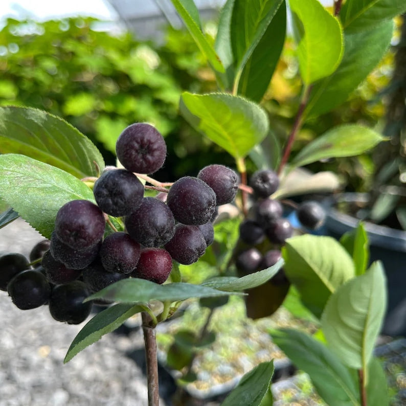 Black Chokeberry Live Plant in 4" Pot – Aronia melanocarpa – Native North American Shrub for Zones 3-8