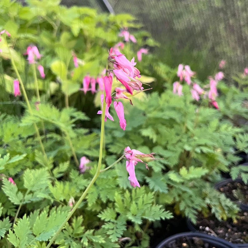 Fringed Bleeding Heart Live Plant 3.5" Pot - Dicentra eximia Shade Perennial for Zones 3-9