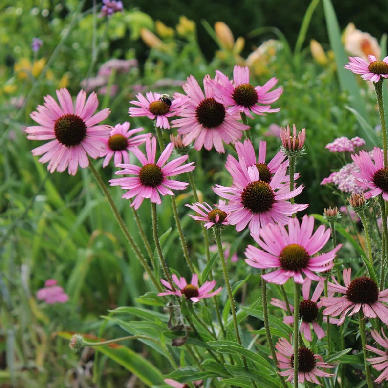 Tennessee Coneflower 'Rocky Top' Live Plant | Native Echinacea tennesseensis | 3.5" Pot