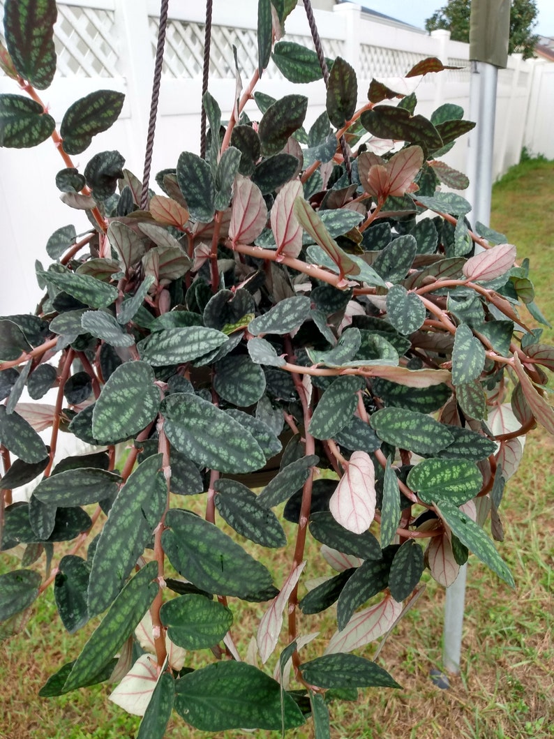 Polynesian Ivy Plant - 1 Small Rooted Plant + 1 Free Cutting - Hoya Carnosa