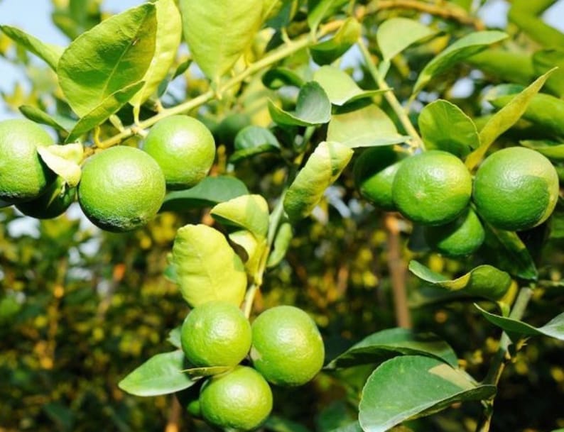 Key Lime Tree - 1/2 Gallon Pot - Grafted Citrus Aurantiifolia - Florida Shipping