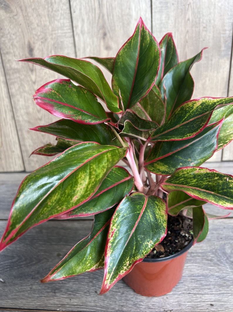 Aglaonema Siam 6" Pot - Siam Aurora Indoor Houseplant, Low Light Tolerant