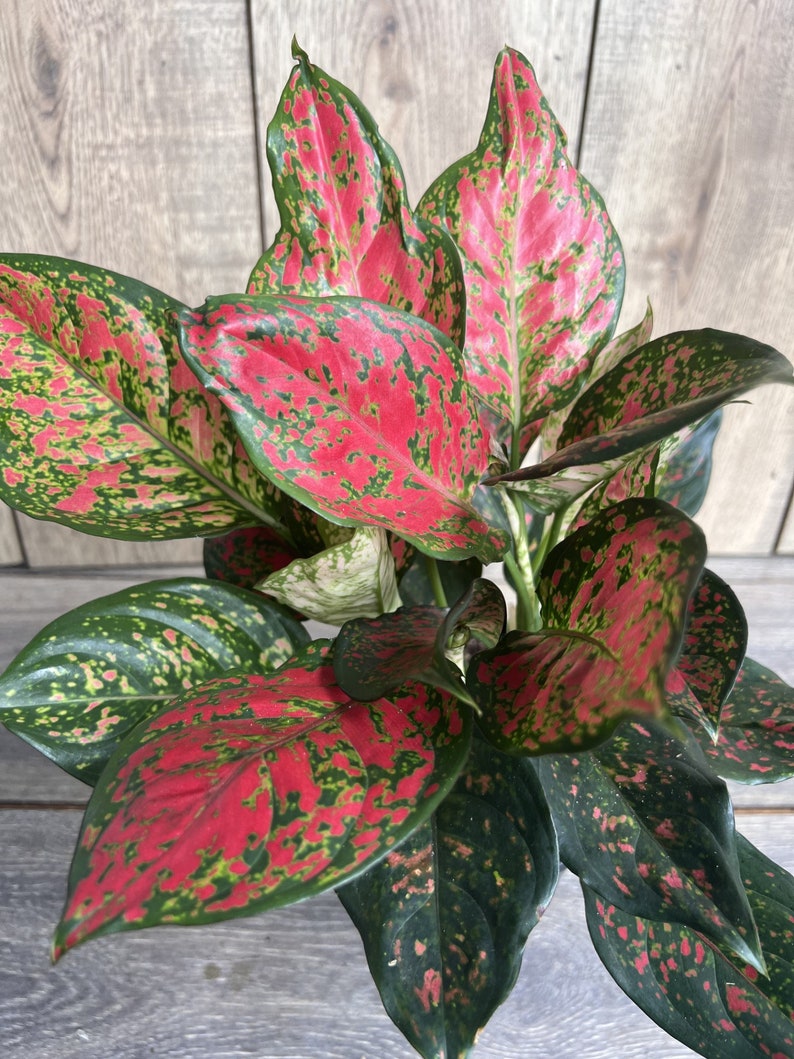 Aglaonema Wishes Plant in 6" Pot - Red Valentine Variegated Indoor Houseplant