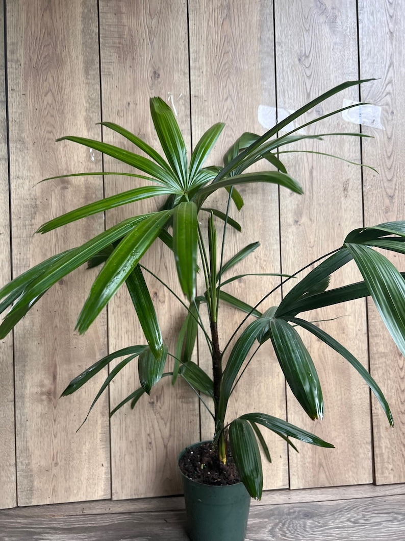 Rhapis Palm 6" Pot - Air Purifying Lady Palm Indoor Outdoor Plant