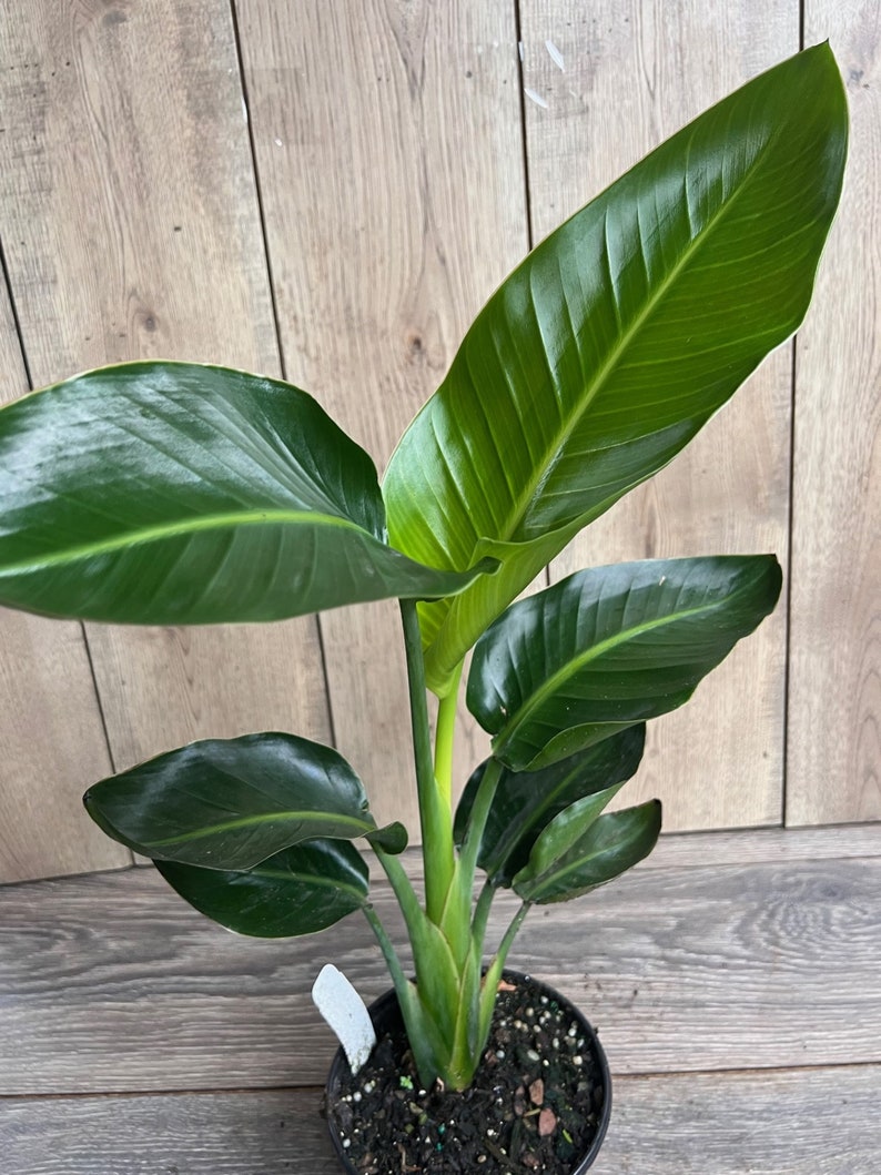White Bird of Paradise Plant in 6" Pot - Strelitzia nicolai - Tropical Indoor Plant