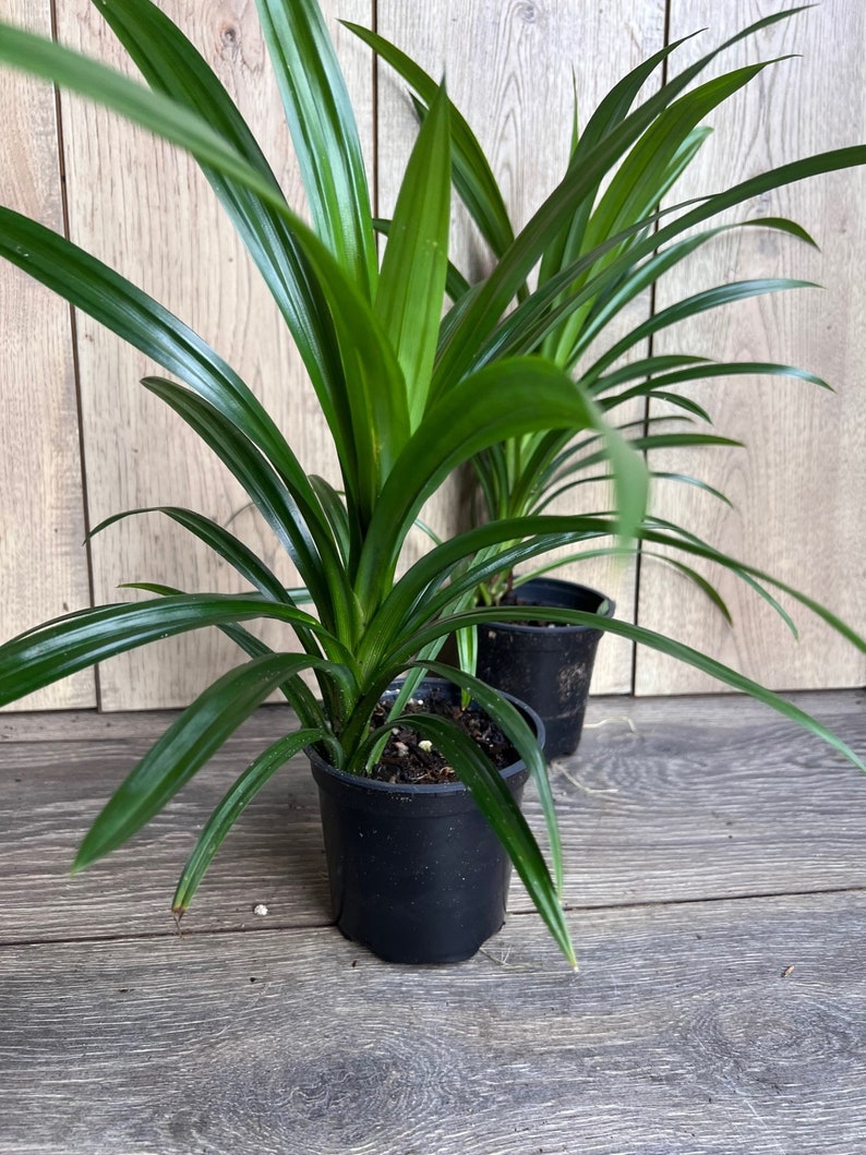 Pandan Plant in 4" Pot | Aromatic Pandanus amaryllifolius | Fresh Culinary Herb